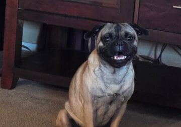 1 year old Pug
