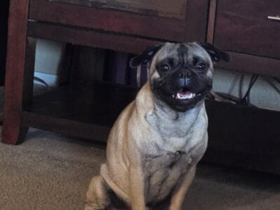 1 year old Pug
