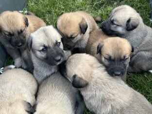 Shepnees puppies for sale