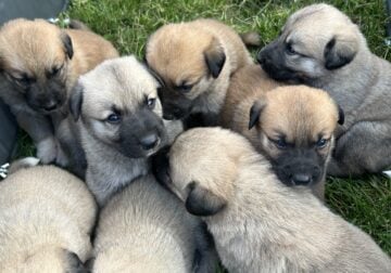 Shepnees puppies for sale