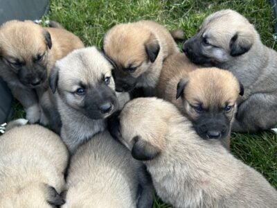 Shepnees puppies for sale