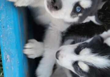 Puppies