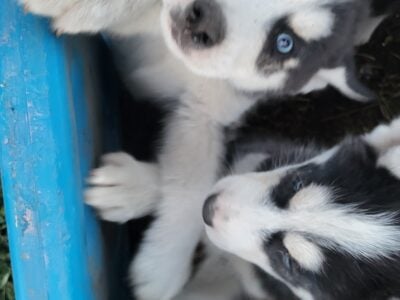 Puppies
