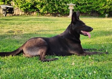 Good Girl Free to Loving Home
