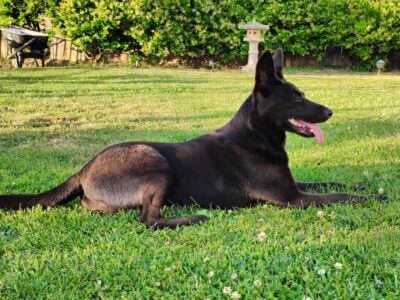Good Girl Free to Loving Home