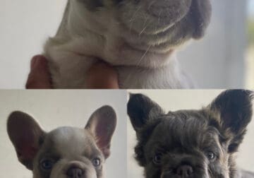 Frenchie puppy’s