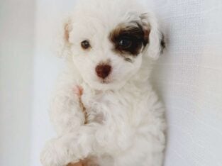 Toy poodles
