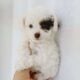 Toy poodles