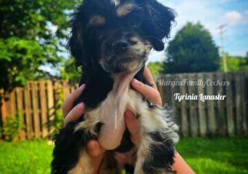 American Cocker Spaniels AKC Registered