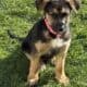 Hi I’m Nokie a 10.5 week Shepherd pup from Butler