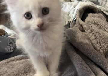 Female Kitten