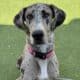 Great Dane