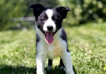 ABCA male border collie