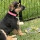 Hi I’m Nokie a 10.5 week Shepherd pup from Butler