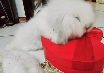 Teddy widder bunny