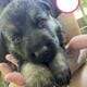 German shepherd puppies