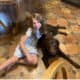Loving Chocolate Lab in need of home