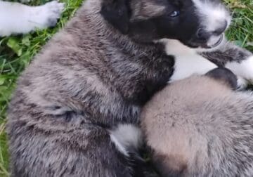 Anatolian Shepard/Kangal puppies