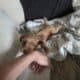 ZIG ZAG F1B Male Toy Goldendoodle