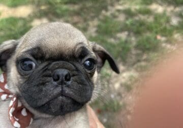 Pug puppies