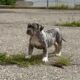 Blue Tri Merle XL American Bully