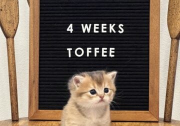 Toffee | British Shorthair | Denver CO