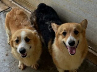 AKC corgis