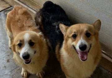 AKC corgis