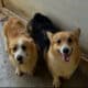 AKC corgis
