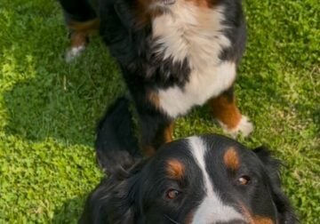 ACA registered Female Bernese Mt Dogs