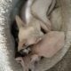SPHYNX KITTENS / males