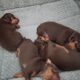 Pinpin puppies