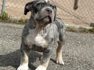 Blue Tri Merle XL American Bully