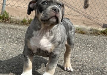 Blue Tri Merle XL American Bully