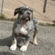 Blue Tri Merle XL American Bully