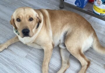 2yr Yellow Lab