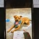 American Staffordshire looking for a new home