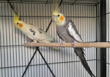 Cockatiels
