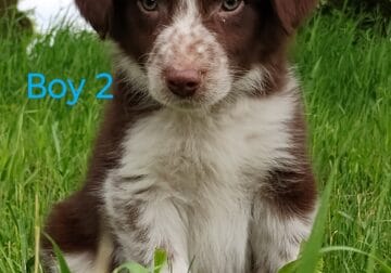 Border Collie Blue heelers