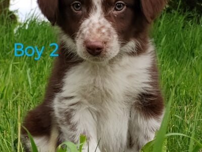 Border Collie Blue heelers
