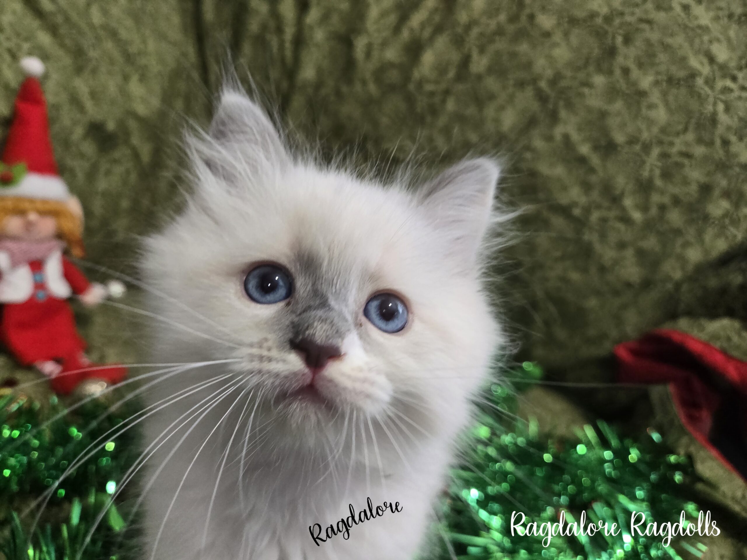 Adorable TICA Ragdoll Princess image 5