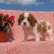AKC CAVALIER PUPS