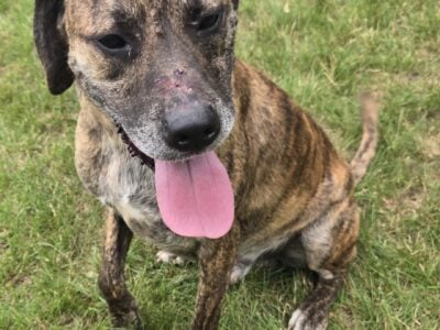 Dogs to rehome together
