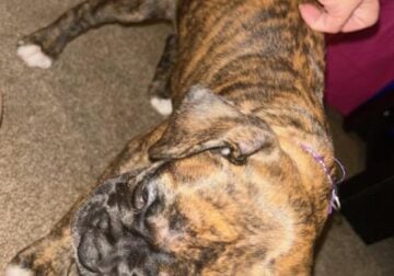 AKC Boxer puppy 1