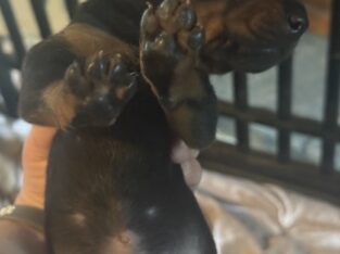 Doberman Pinscher Puppirs