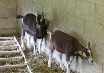 Young Alpine Buck and Doeling