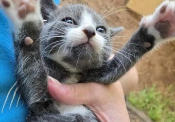 Kitty Cats