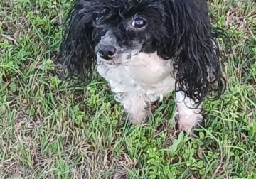 Black and white parti female toy poodle