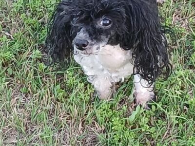 Black and white parti female toy poodle