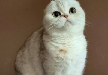 Amazing Scottishfold Girl Iris